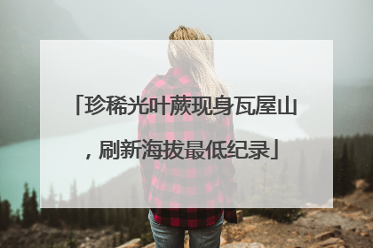 珍稀光叶蕨现身瓦屋山，刷新海拔最低纪录