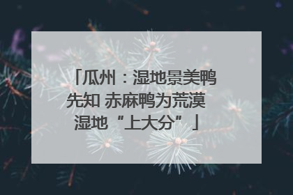 瓜州：湿地景美鸭先知 赤麻鸭为荒漠湿地“上大分”