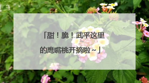 甜！脆！武平这里的鹰嘴桃开摘啦～