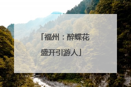 福州：醉蝶花盛开引游人