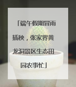 端午假期冒雨插秧，张家界黄龙洞景区生态田园农事忙