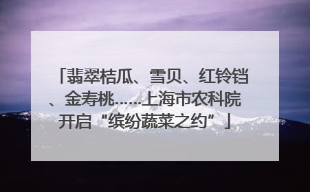 翡翠桔瓜、雪贝、红铃铛、金寿桃……上海市农科院开启“缤纷蔬菜之约”