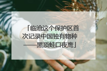 临沧这个保护区首次记录中国独有物种——黑顶蛙口夜鹰