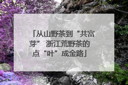 从山野茶到“共富芽” 浙江荒野茶的点“叶”成金路