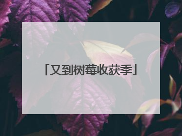 又到树莓收获季