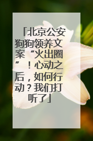 北京公安狗狗领养文案“火出圈”！心动之后，如何行动？我们打听了
