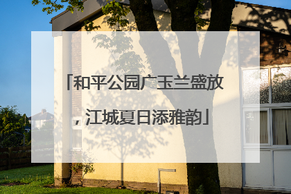 和平公园广玉兰盛放，江城夏日添雅韵