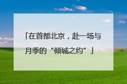 在首都北京，赴一场与月季的“倾城之约”