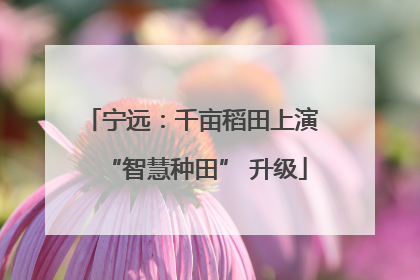 宁远：千亩稻田上演 “智慧种田” 升级