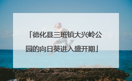 德化县三班镇大兴岭公园的向日葵进入盛开期