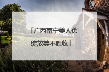 广西南宁美人蕉绽放美不胜收