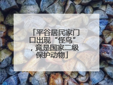 平谷居民家门口出现“怪鸟”，竟是国家二级保护动物