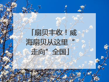 扇贝丰收！威海扇贝从这里“走向”全国