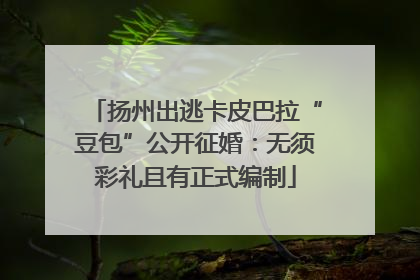 扬州出逃卡皮巴拉“豆包”公开征婚：无须彩礼且有正式编制