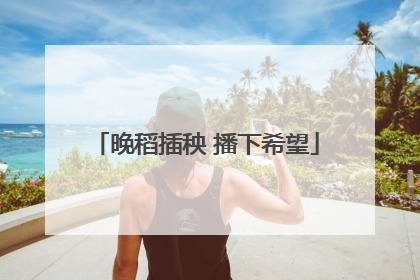 晚稻插秧 播下希望