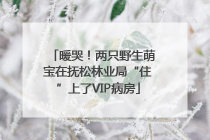 暖哭！两只野生萌宝在抚松林业局“住”上了VIP病房