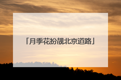 月季花扮靓北京道路