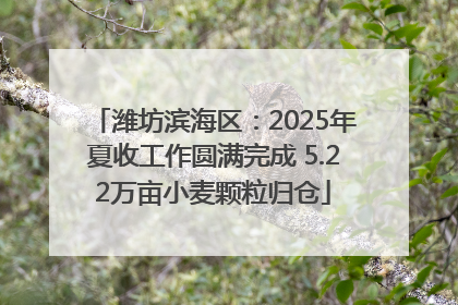 潍坊滨海区：2025年夏收工作圆满完成 5.22万亩小麦颗粒归仓
