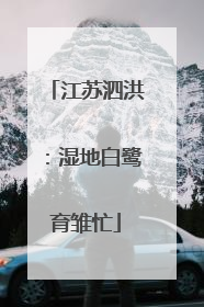 江苏泗洪：湿地白鹭育雏忙