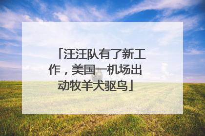 汪汪队有了新工作，美国一机场出动牧羊犬驱鸟