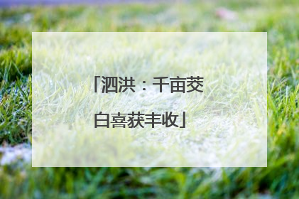 泗洪：千亩茭白喜获丰收