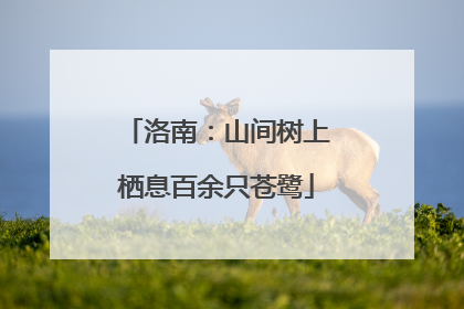 洛南：山间树上栖息百余只苍鹭