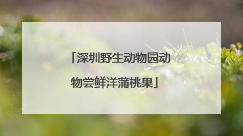 深圳野生动物园动物尝鲜洋蒲桃果
