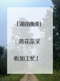 湖南衡阳：黄花菜采收加工忙