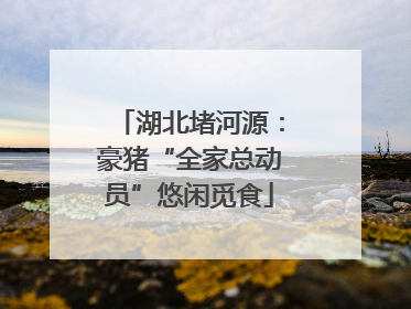 湖北堵河源：豪猪“全家总动员”悠闲觅食