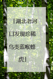湖北老河口发现珍稀鸟类蓝喉蜂虎