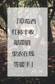 草莓西红柿丰收却滞销 果农在线等援手