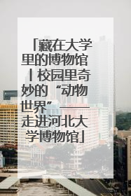 藏在大学里的博物馆丨校园里奇妙的“动物世界”——走进河北大学博物馆
