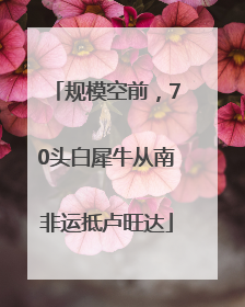 规模空前，70头白犀牛从南非运抵卢旺达