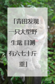 青田发现一只大型野生鼋 目测有六七十斤重