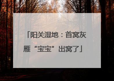 阳关湿地：首窝灰雁“宝宝”出窝了