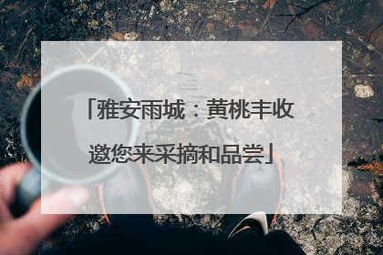雅安雨城：黄桃丰收 邀您来采摘和品尝