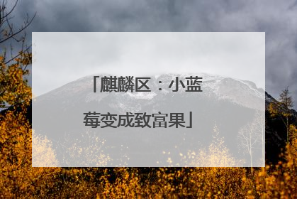 麒麟区：小蓝莓变成致富果