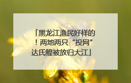 黑龙江渔民好样的！两地两只“投网”达氏鳇被放归大江