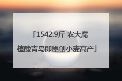 1542.9斤 农大腐植酸青岛即墨创小麦高产